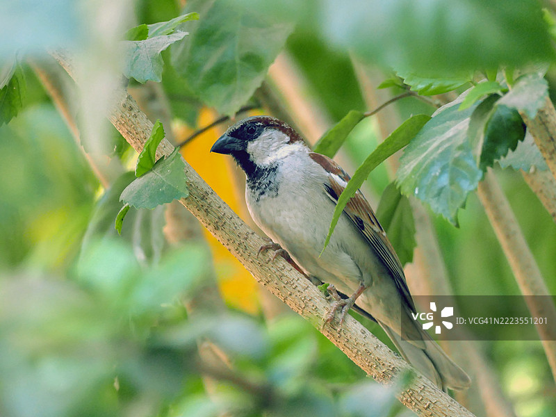 世界麻雀日图片素材