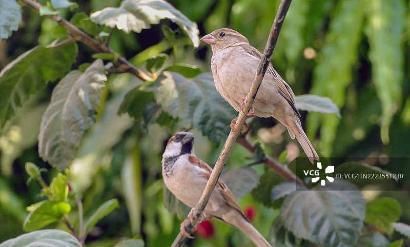 世界麻雀日图片素材