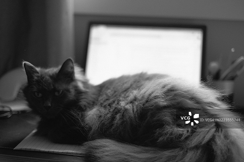 黑色长毛猫坐在桌子上，旁边有一台笔记本电脑图片素材