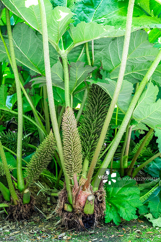 花茎和叶子 - 大戟草。图片素材