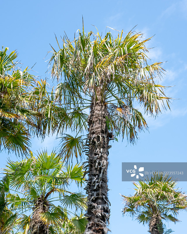 福寿 palm 树。图片素材