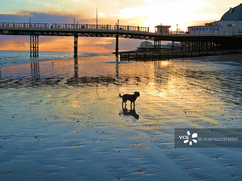 日落时分，狗的剪影在海滩上与天空相映，英国沃辛。图片素材