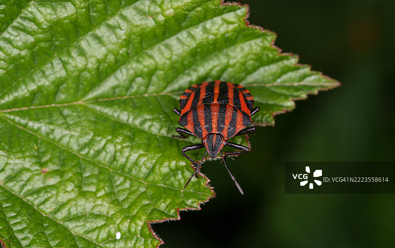 叶子上的昆虫特写，卡斯特里库姆，荷兰图片素材