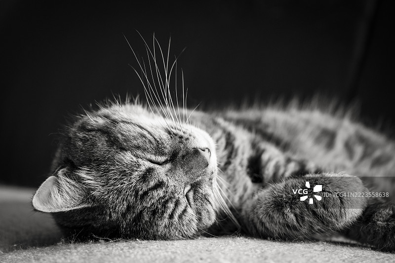 安纳西，法国，睡觉的猫特写镜头图片素材