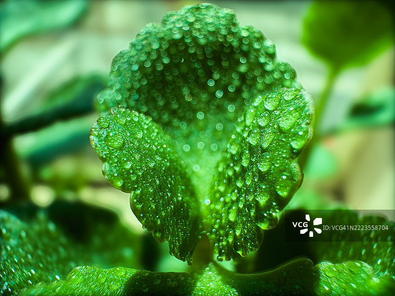 湿润植物的特写，阿达纳，土耳其图片素材