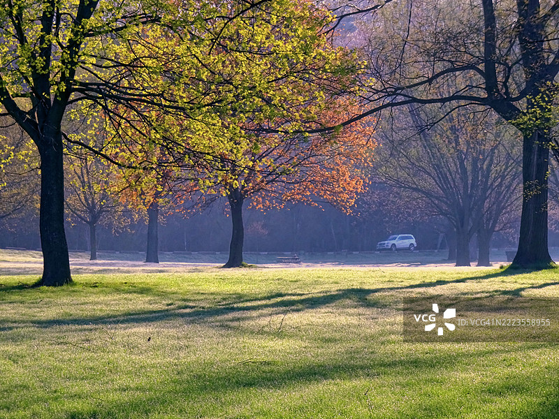 秋天的公园树木，安大略省，多伦多，加拿大图片素材