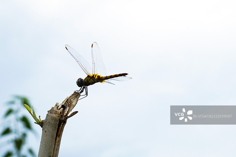 低角度视图的昆虫在植物上，背景是天空，巴里萨尔，孟加拉国图片素材