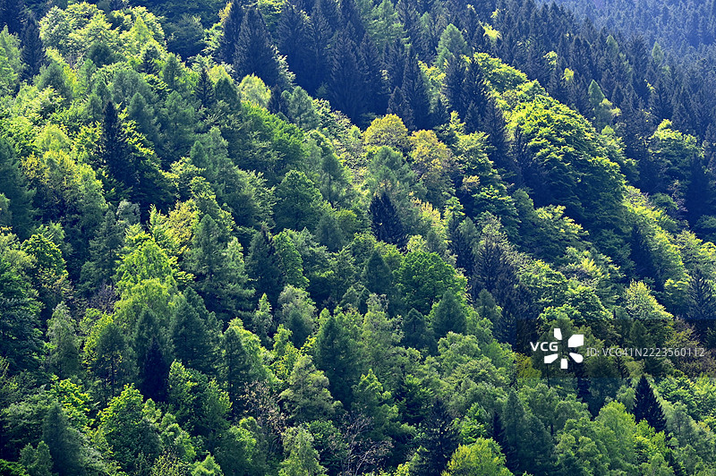 意大利乌迪内帕卢扎的森林中的树木图片素材