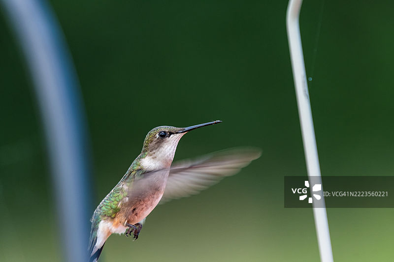 户外飞翔的蜂鸟特写，威斯康星州沃朋，美国图片素材