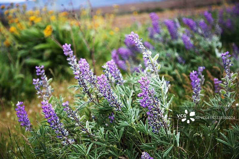 紫色开花植物的特写，白天鹅，华盛顿州，美国图片素材