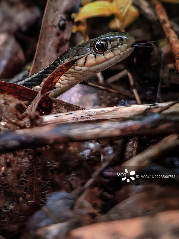 密歇根州的常见吊袜带蛇特写， 美国图片素材