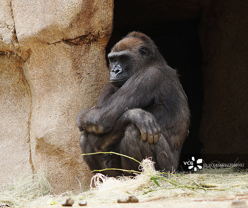 西部低地大猩猩在岩石上的特写，圣地亚哥，加利福尼亚州，美国图片素材