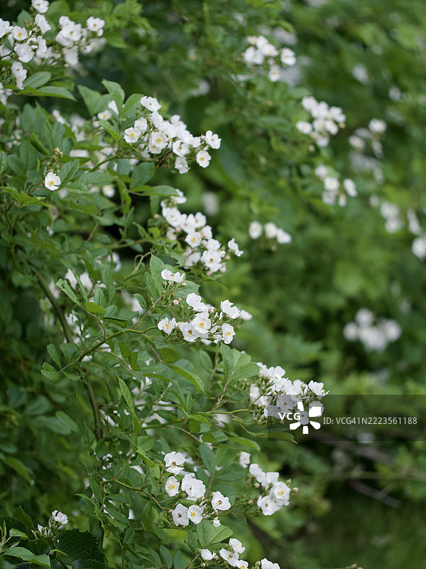 白色开花植物的特写，马萨诸塞州威尔斯利，美国图片素材
