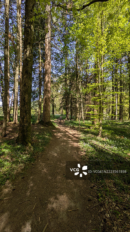 英国佩斯和基罗斯的森林中的树木图片素材