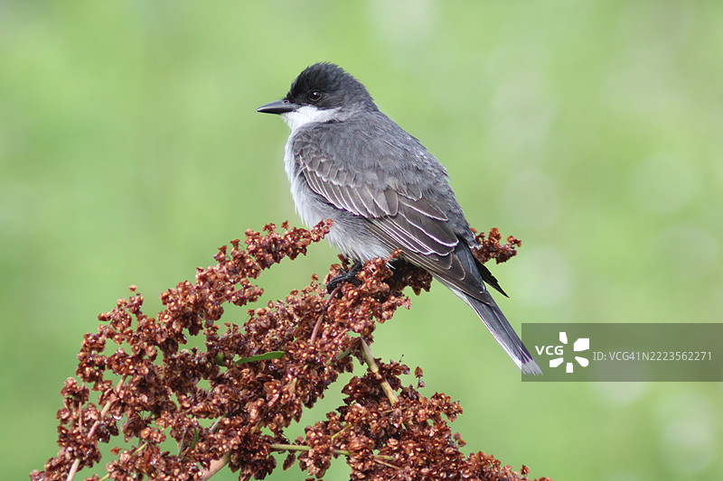 栖息在植物上的鸣禽特写，克里夫科尔，密苏里州，美国图片素材