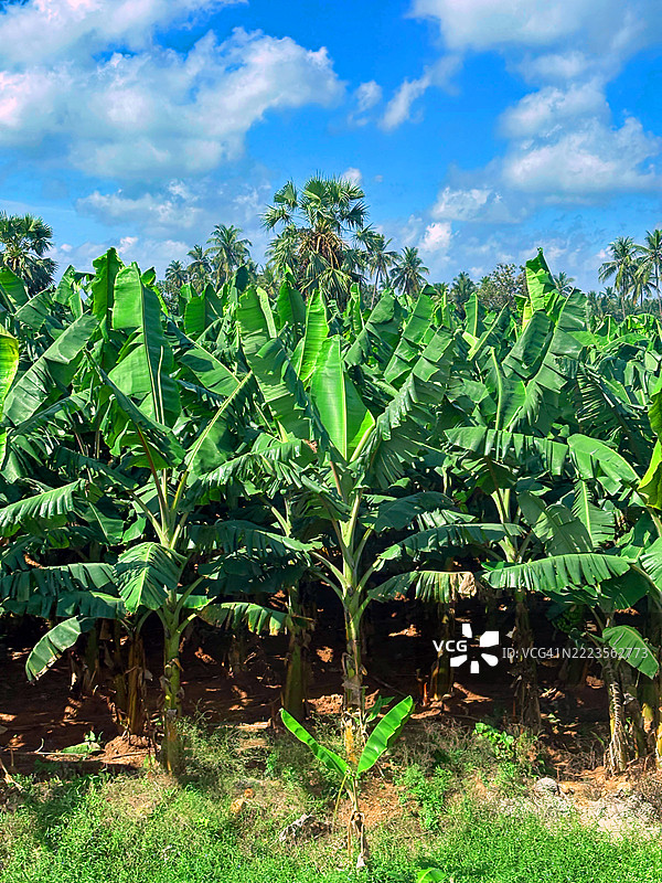 泰米尔纳德邦的香蕉种植。图片素材