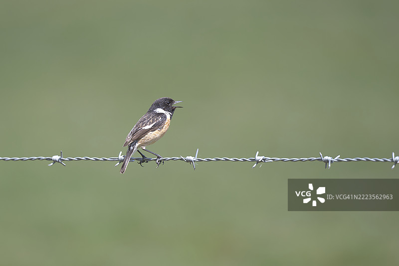 鸟栖息在铁丝网上的特写，英国多塞特图片素材