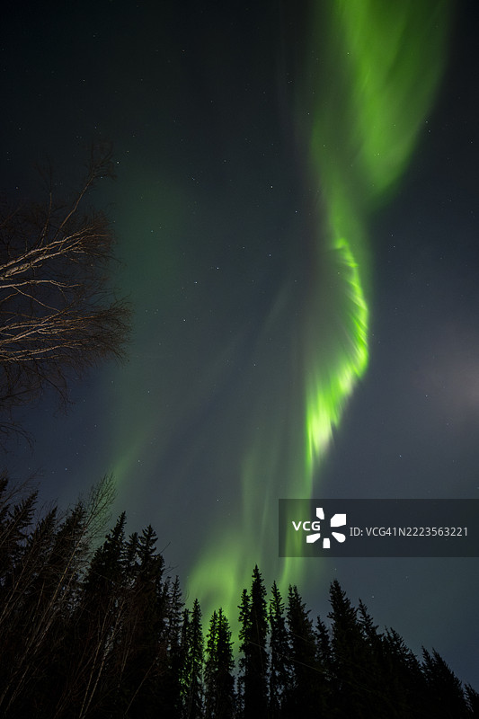 夜空下阿拉斯加的树木剪影低角度视图， 美国图片素材