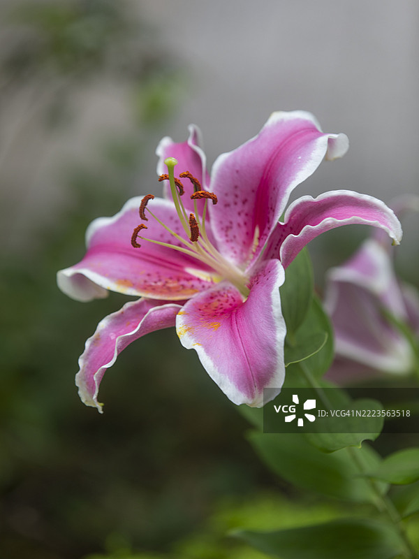 盛开的鲜艳粉白色百合特写图片素材