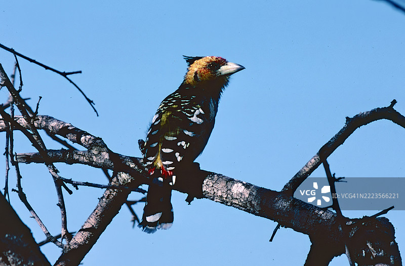 冠雀鹀图片素材