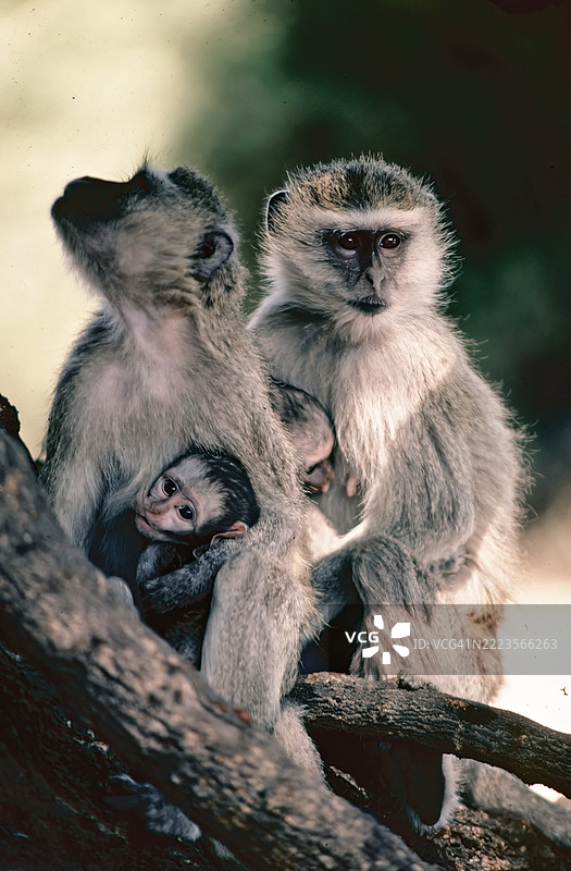 黑猩猩猴家庭图片素材