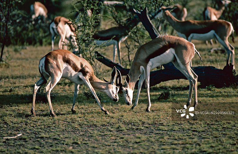 春羚对练图片素材