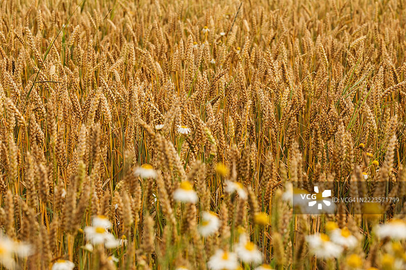 乡村小麦田的特写镜头。图片素材