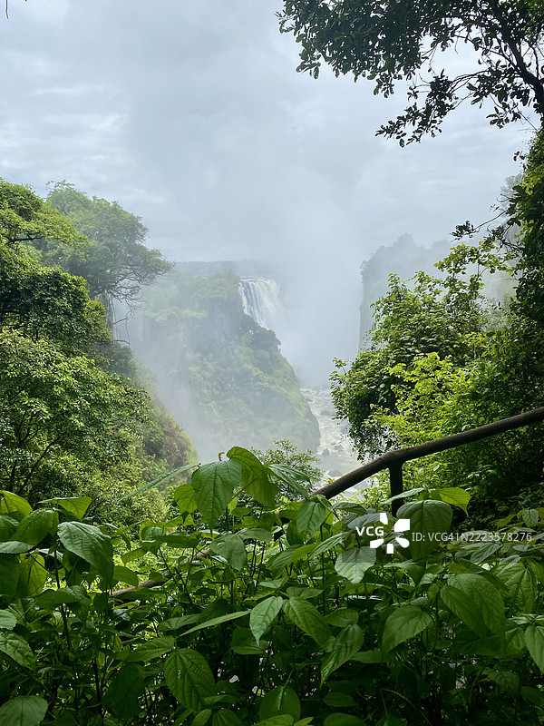 低角度视图的树木与天空，马塔贝莱兰北部，津巴布韦图片素材