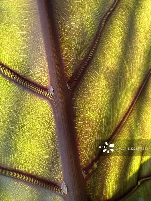 宏观视角下的发光叶脉与红色中脉，德国柏林图片素材