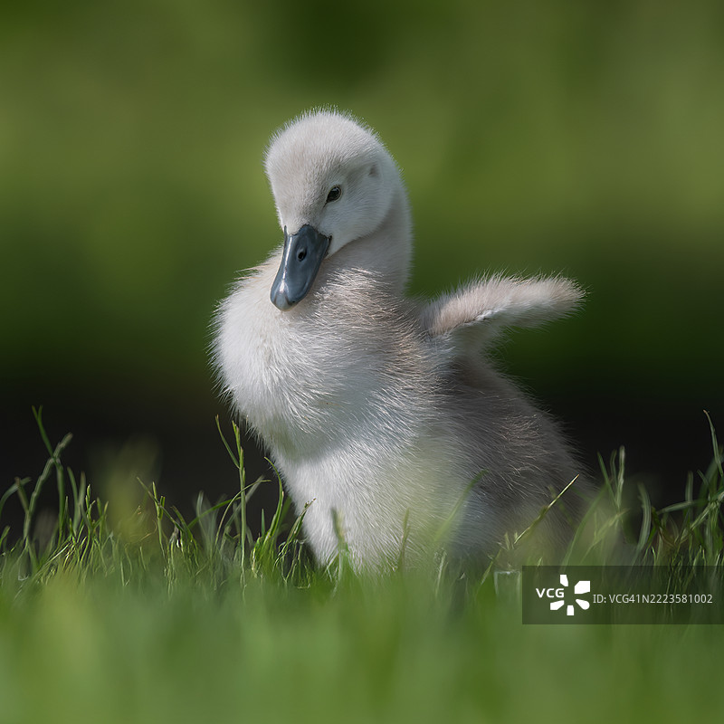 天鹅栖息在草地上的特写，英国图片素材