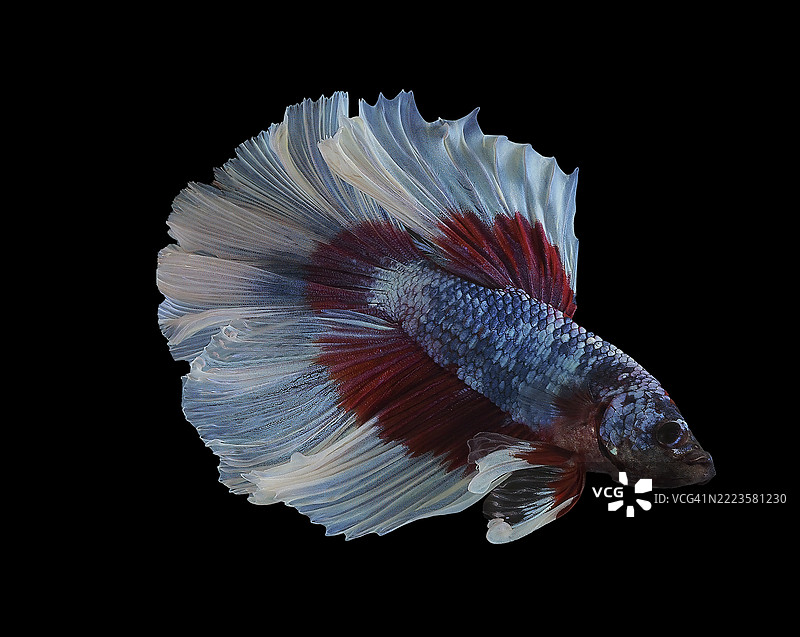 令人惊叹的鱼优雅地游动，轻盈的鳍舞动出迷人的色彩，唤起宁静与惊奇的感觉，泰国图片素材