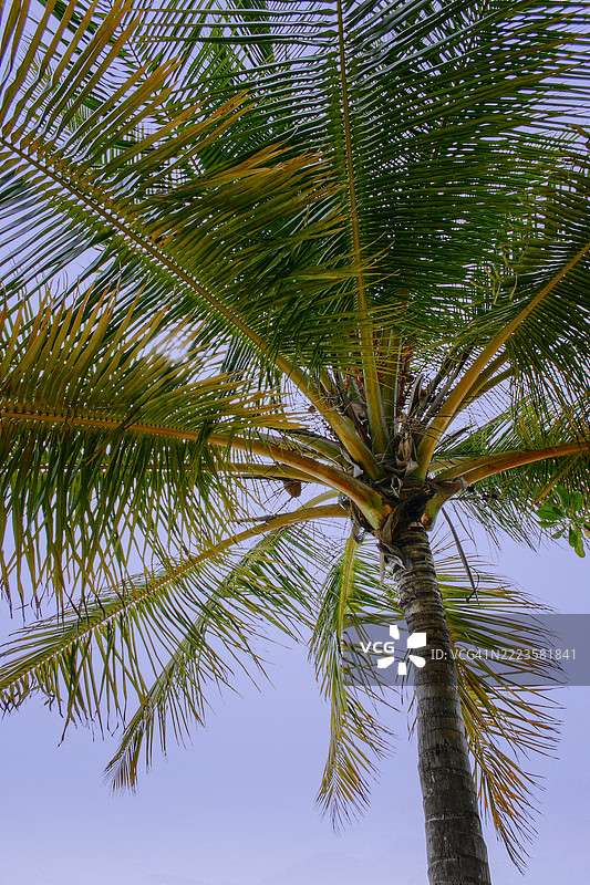 从低角度看棕榈树，维拉门杜，阿利夫达鲁，马尔代夫图片素材