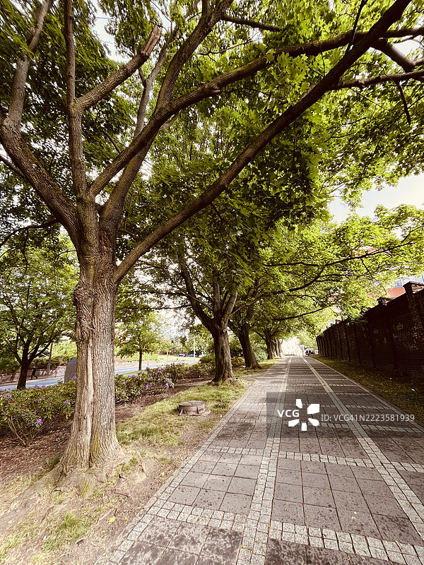 清晨的小散步图片素材