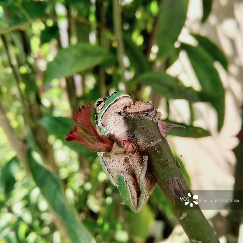 土耳其植物上的树蛙特写图片素材