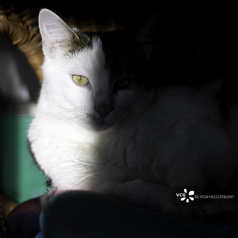 比利时猫的特写肖像图片素材