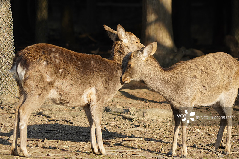 侧面视角的鹿，日本图片素材