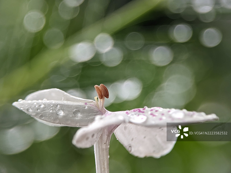 湿润花朵的特写，巴鲁伊普尔，西孟加拉邦，印度图片素材