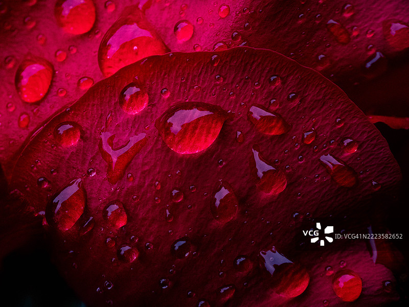 湿润的红玫瑰特写，波兰图片素材