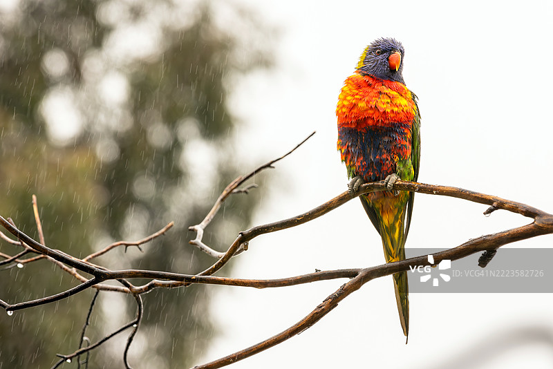 鹦鹉在树枝上栖息的特写，澳大利亚维多利亚州巴拉瑞特图片素材