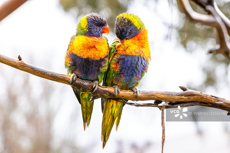 鹦鹉在树枝上栖息的特写，维多利亚州，澳大利亚，巴拉拉特图片素材