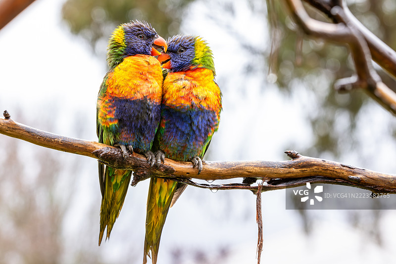 鹦鹉在树枝上栖息的特写，维多利亚州，澳大利亚，巴拉瑞特图片素材