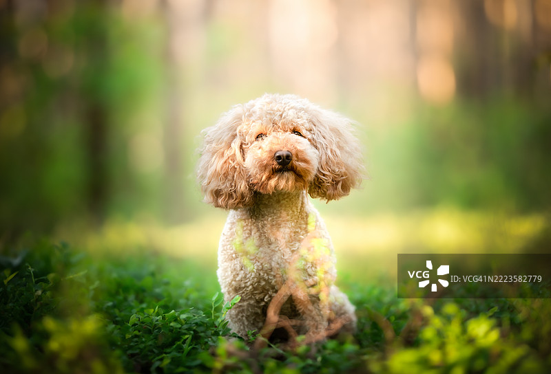 在波兰马佐维亚省的斯塔雷·巴比采，坐在田野上的贵宾犬特写。图片素材