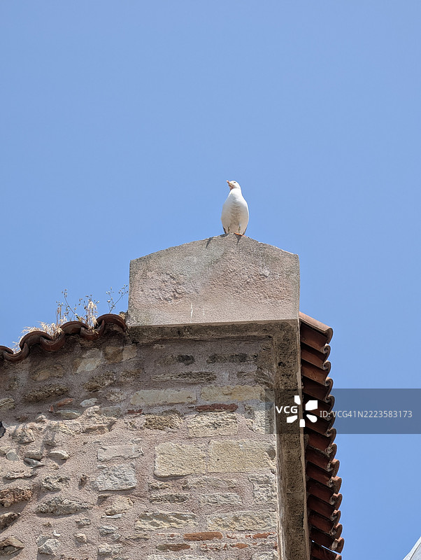 低角度视图的鸟栖息在建筑物上，背景是晴朗的蓝天，土耳其锡诺普图片素材