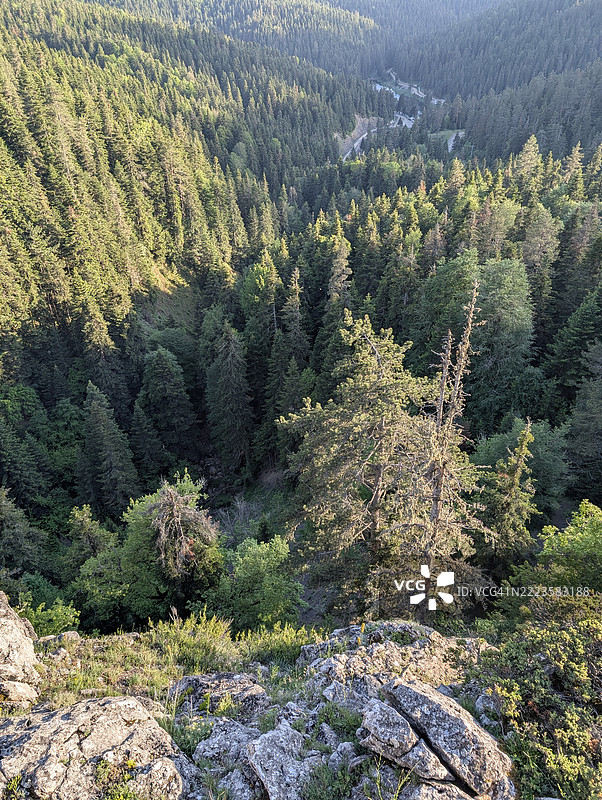 土耳其锡诺普森林中松树的高角度视图图片素材