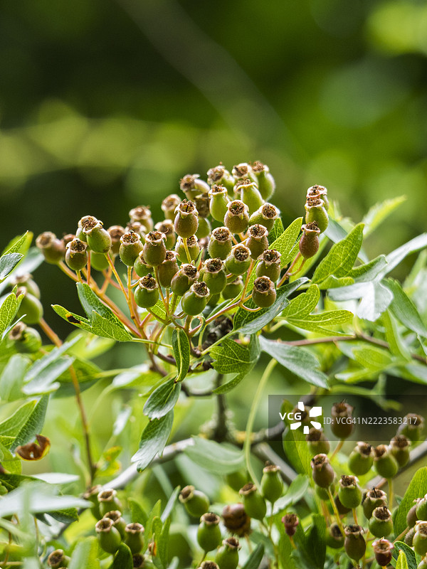 植物特写，英国，UK图片素材