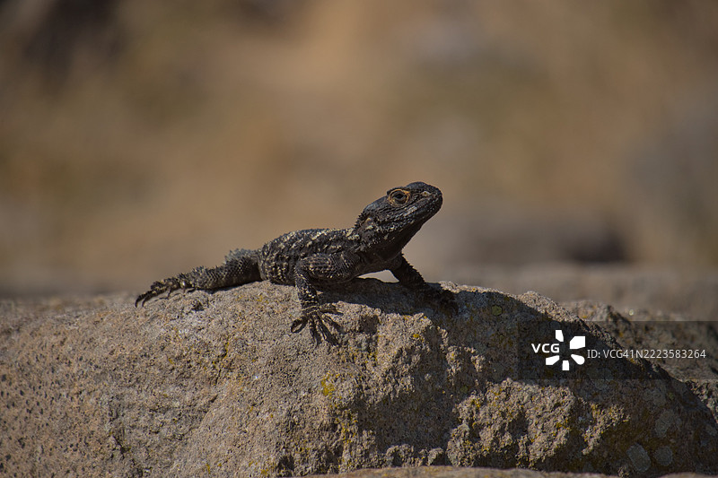 土耳其贝尔加马岩石上的蜥蜴特写图片素材