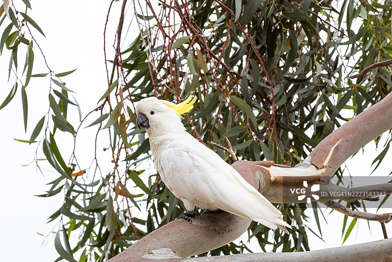 澳大利亚维多利亚州巴拉拉特的鹦鹉特写栖息在树上图片素材