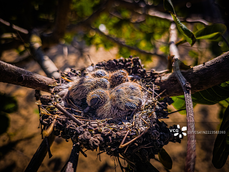 干燥植物的特写，拉戈阿诺瓦，巴西里约格朗德州图片素材
