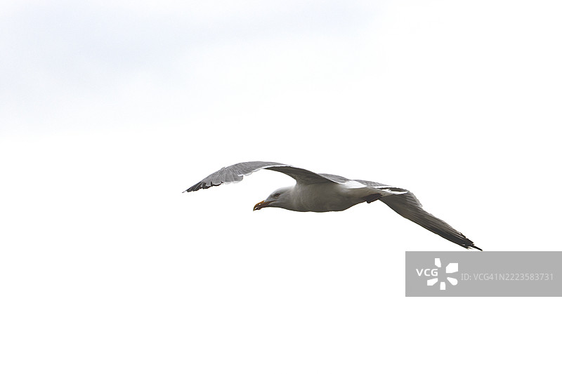 低角度视图的海鸥在晴朗的天空中飞翔，奥斯坦德，弗兰德，比利时图片素材