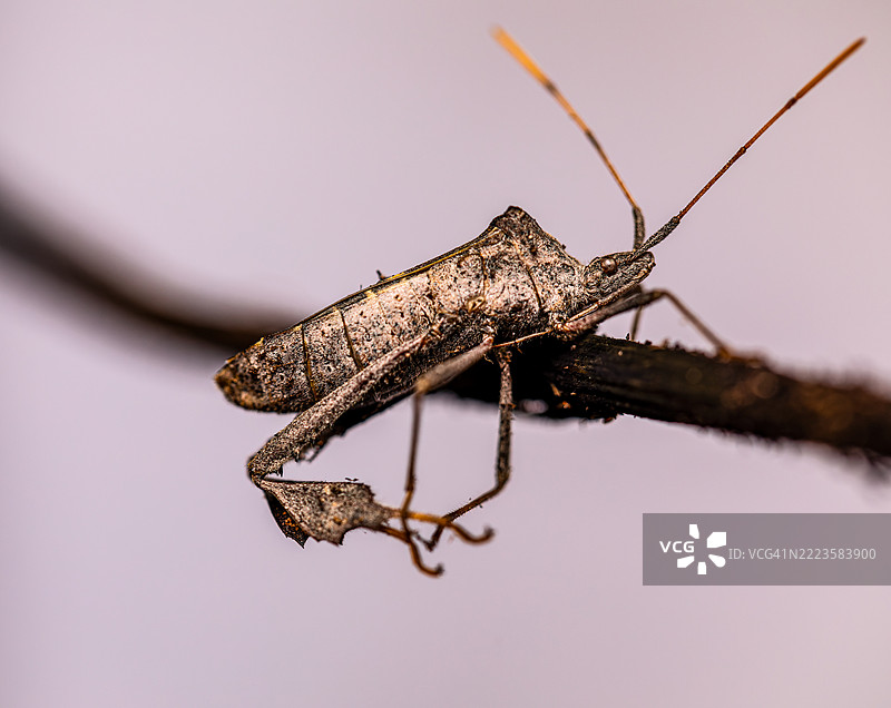 墨西哥蒂华纳植物上的昆虫特写图片素材